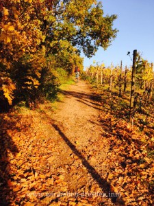 Spaziergang durch die Radebeuler Weinberge