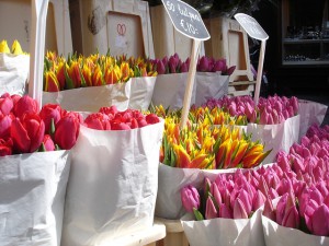 Frühlingsmarkt in Dresden - Wir lieben Dresden