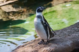 Tag der Pinguine im Zoo Dresden 