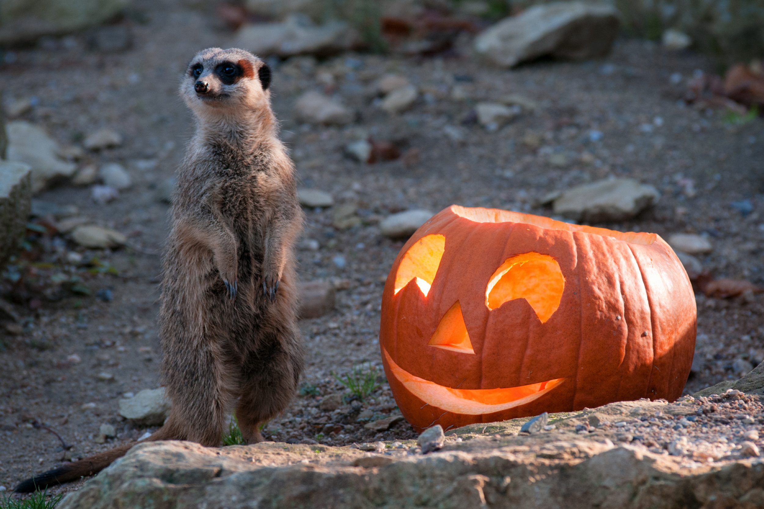 Halloween Im Zoo Dresden Veranstaltungen Dresden