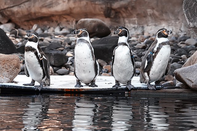 Welt Pinguin Tag 2021 Welt Pinguin Tag 2021